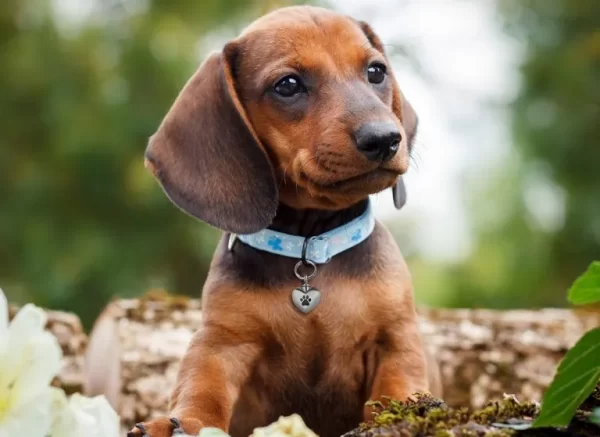 Puppy dog wearing Aulterra EMF heart pendant